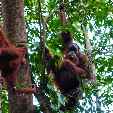 Sumatra Orangutan Discovery Villa Bukit Lawang Dış mekan fotoğraf