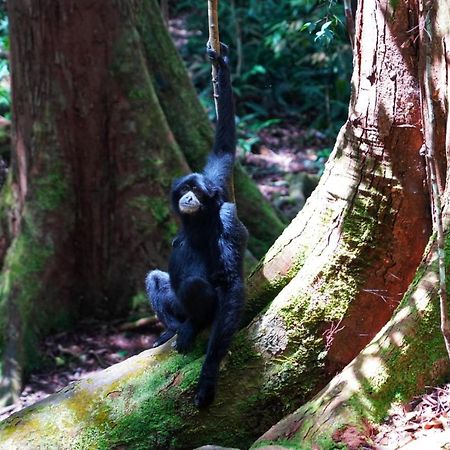 Sumatra Orangutan Discovery Villa Bukit Lawang Dış mekan fotoğraf