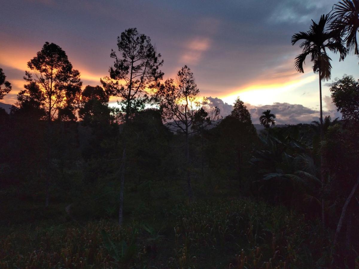 Sumatra Orangutan Discovery Villa Bukit Lawang Dış mekan fotoğraf