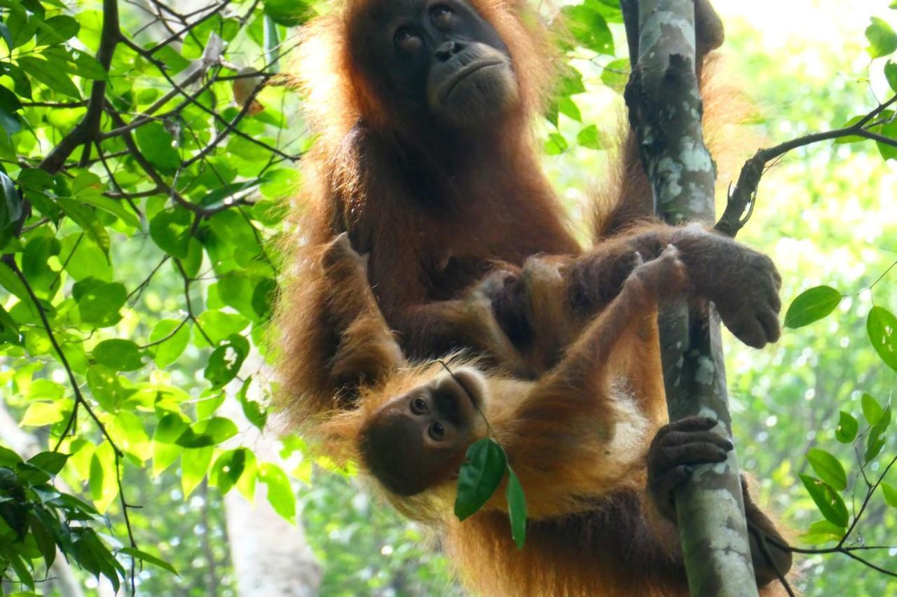 Sumatra Orangutan Discovery Villa Bukit Lawang Dış mekan fotoğraf