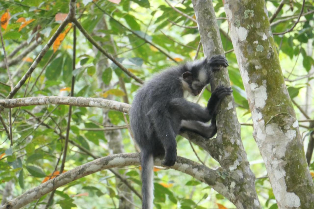 Sumatra Orangutan Discovery Villa Bukit Lawang Dış mekan fotoğraf