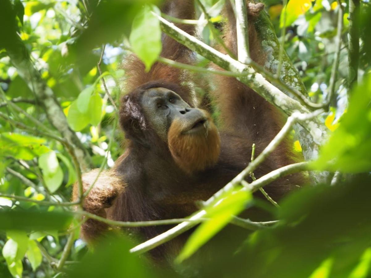 Sumatra Orangutan Discovery Villa Bukit Lawang Dış mekan fotoğraf