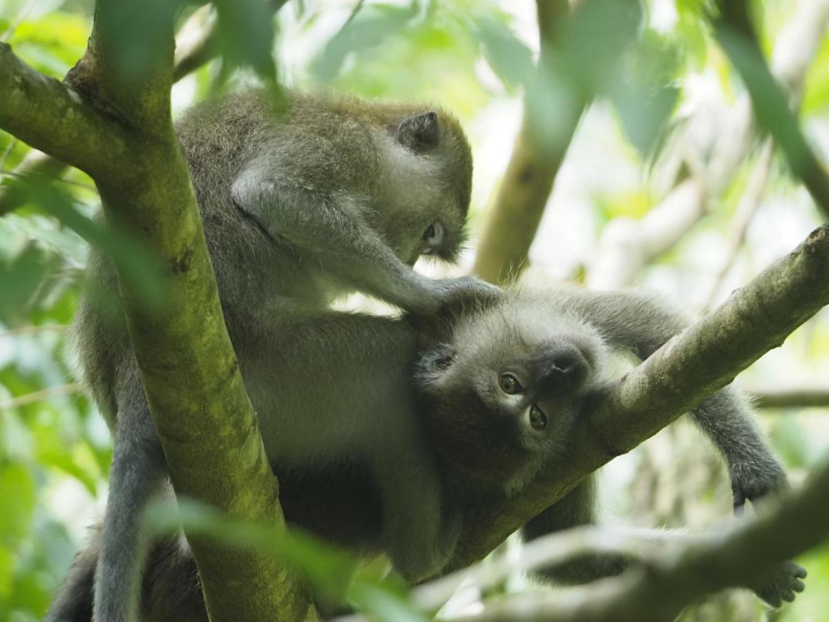 Sumatra Orangutan Discovery Villa Bukit Lawang Dış mekan fotoğraf