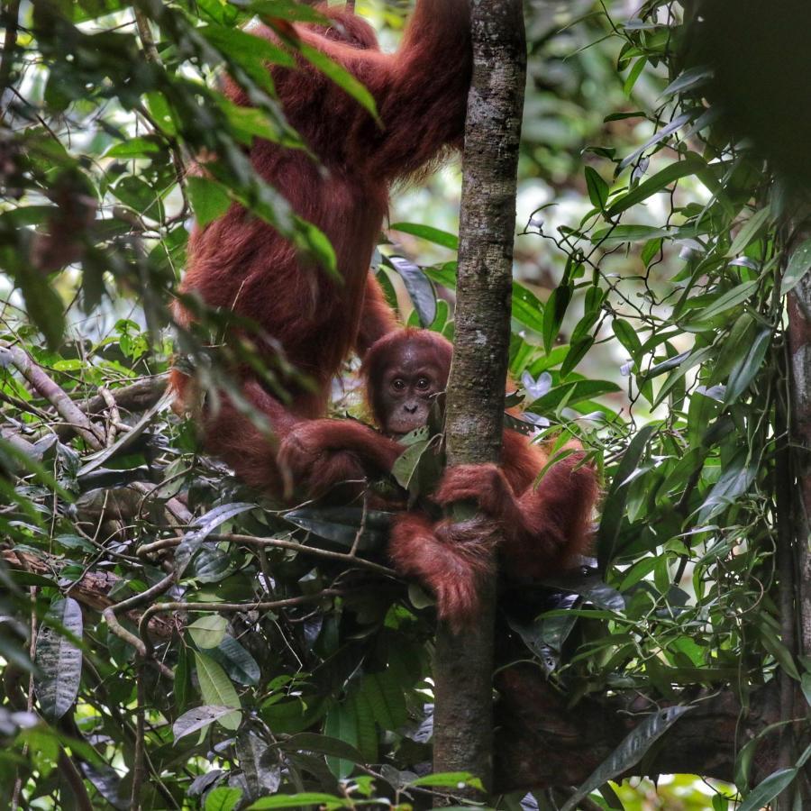 Sumatra Orangutan Discovery Villa Bukit Lawang Dış mekan fotoğraf