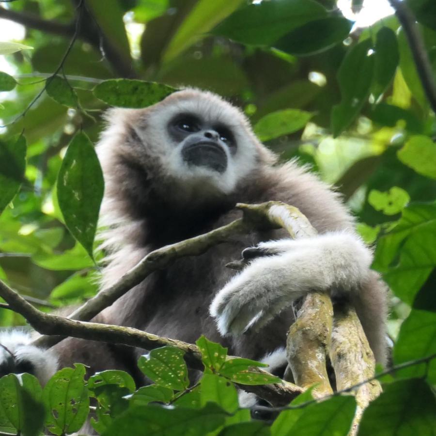 Sumatra Orangutan Discovery Villa Bukit Lawang Dış mekan fotoğraf