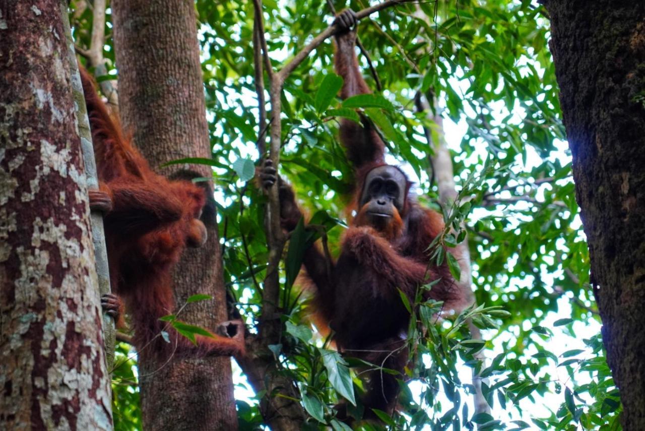 Sumatra Orangutan Discovery Villa Bukit Lawang Dış mekan fotoğraf