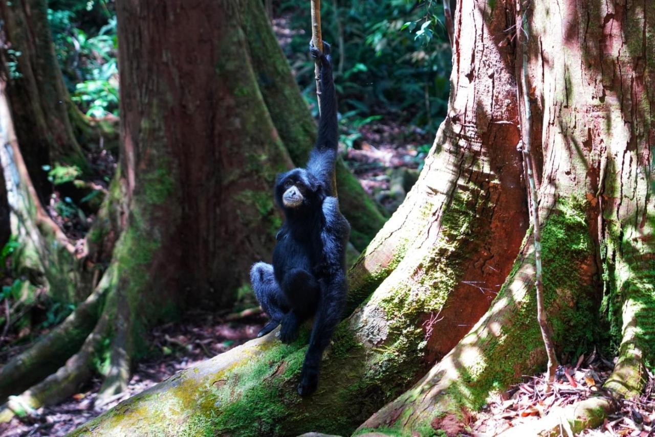 Sumatra Orangutan Discovery Villa Bukit Lawang Dış mekan fotoğraf